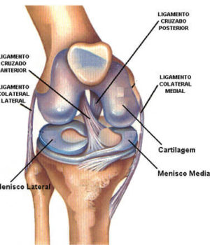 Lesão do Ligamento Cruzado Anterior